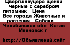 Цвергшнауцера щенки черные с серебром питомник › Цена ­ 30 000 - Все города Животные и растения » Собаки   . Челябинская обл.,Катав-Ивановск г.